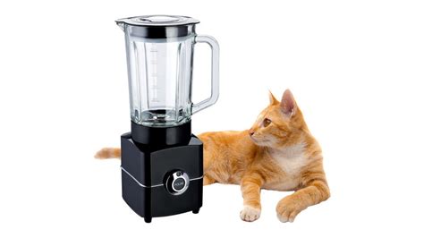 catinblender|What Is The Disturbing Cat Blender Video And Why Are They。